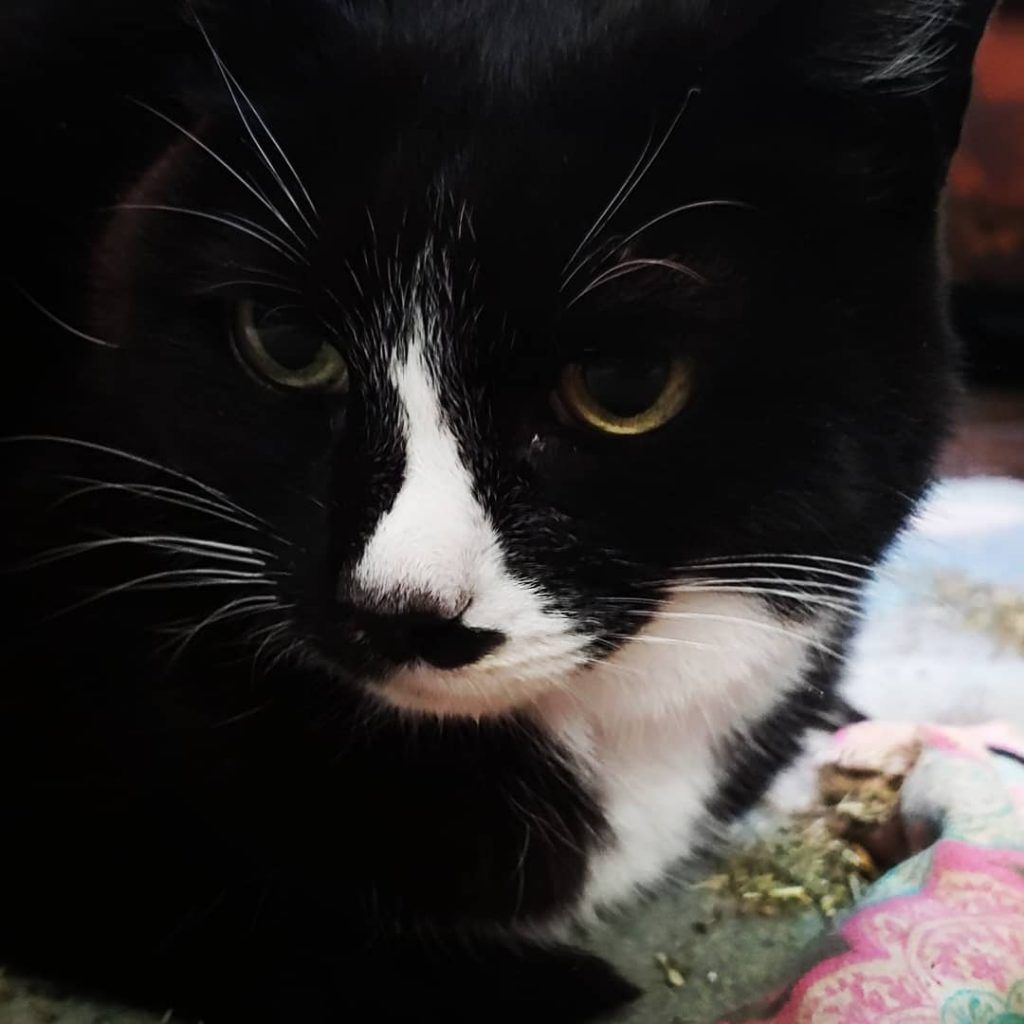 A close up of a black and white cat looking at the camera