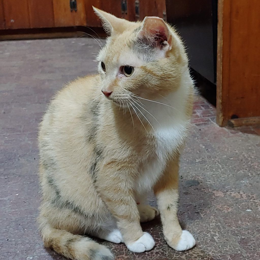 A cat is sitting on the floor and looking at the camera