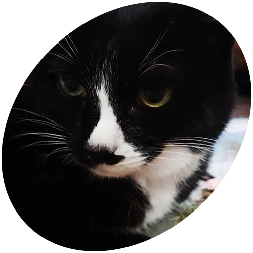 A close up of a black and white cat in a circle