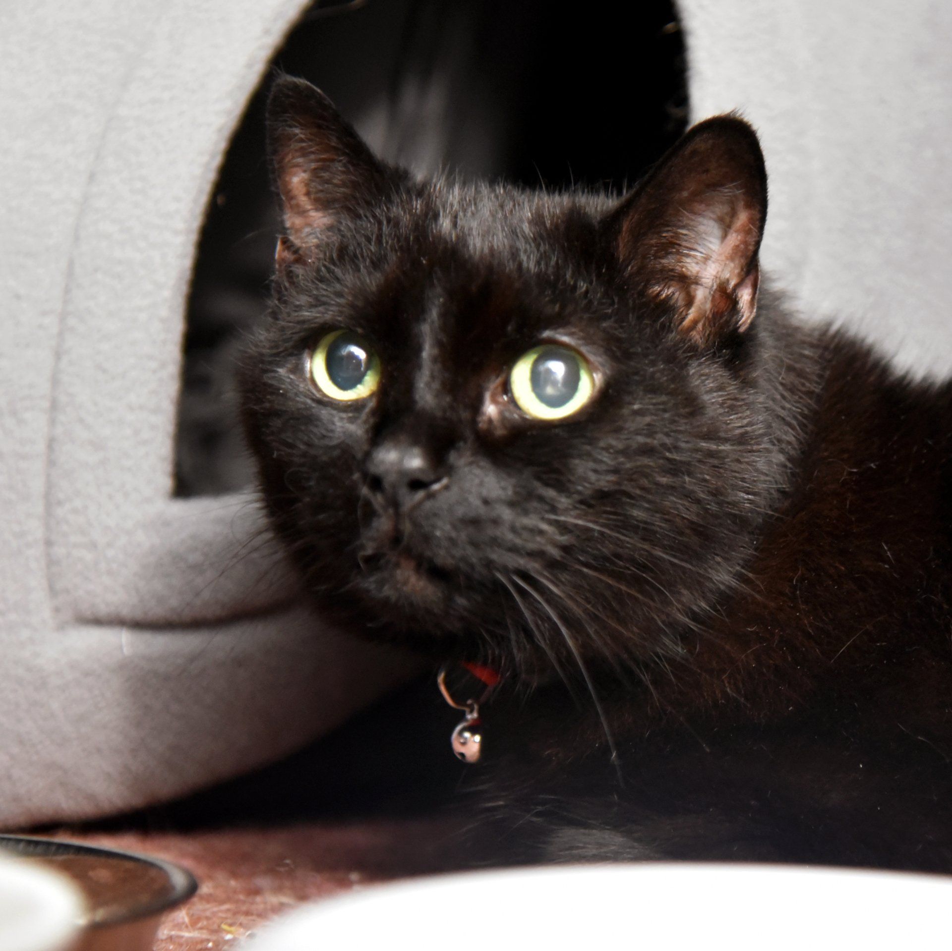 A black cat with yellow eyes is looking at the camera