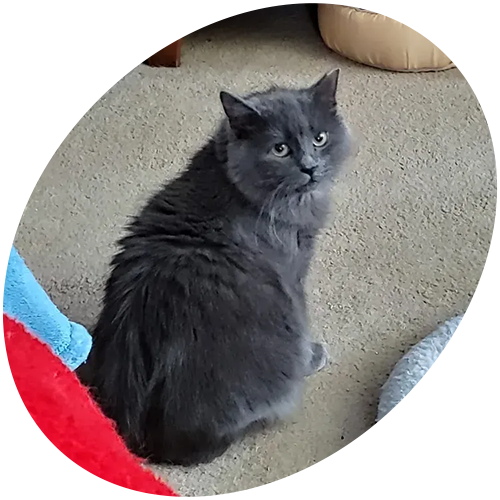 A gray cat is sitting on a carpet and looking at the camera.