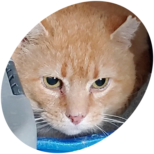 An orange cat is drinking water from a blue bowl.