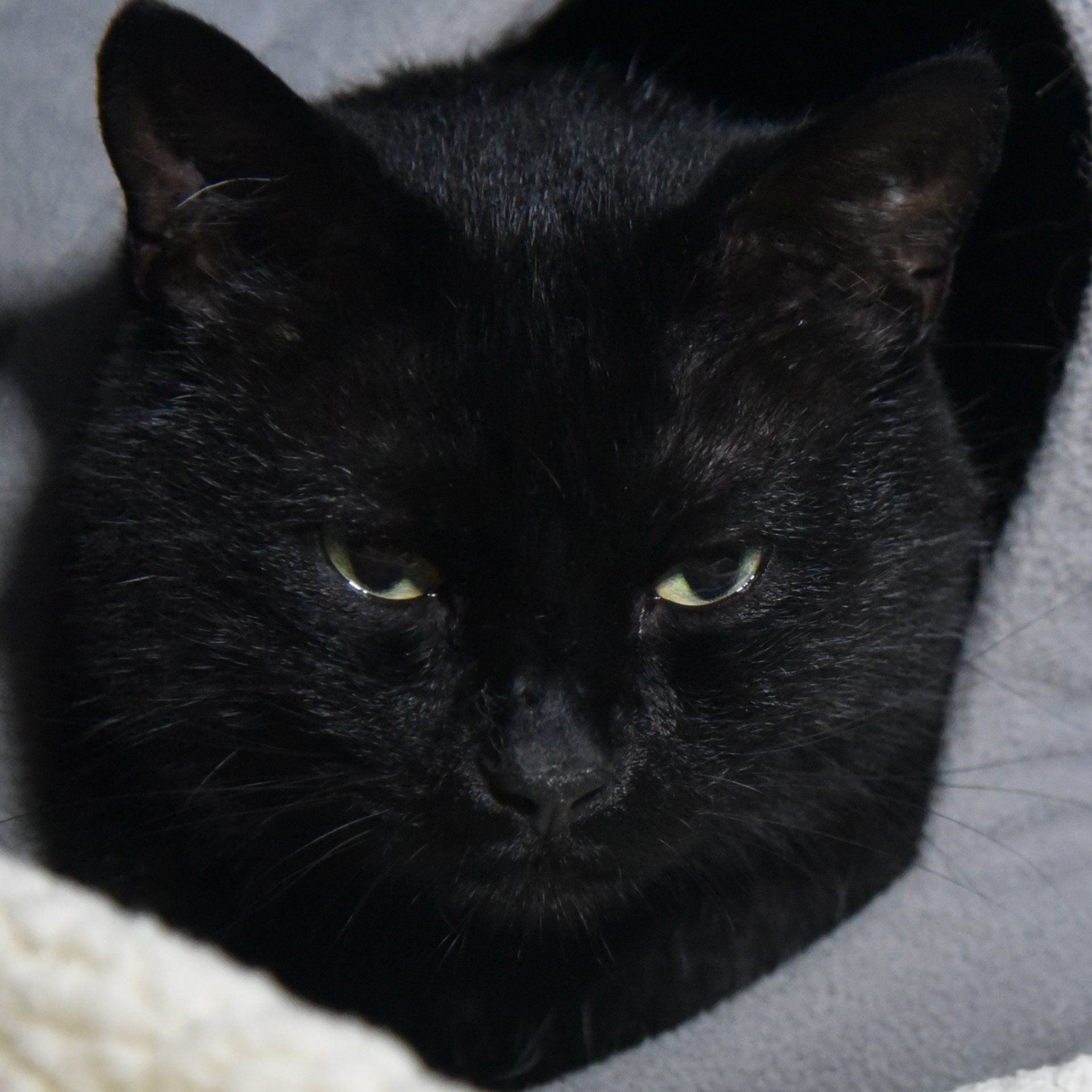 A close up of a black cat with green eyes looking at the camera.