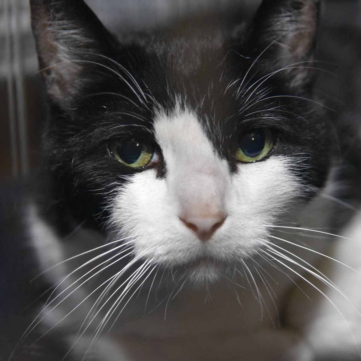 A black and white cat with green eyes is looking at the camera