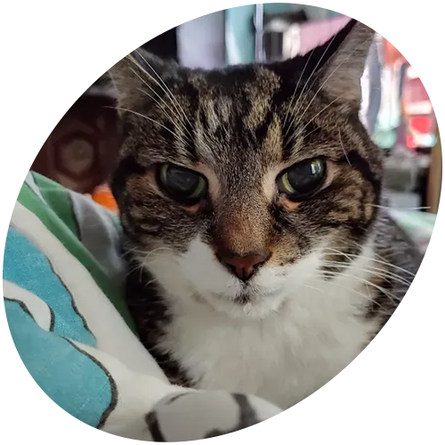 A close up of a cat 's face in a circle