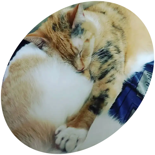 A cat is sleeping on another cat 's back