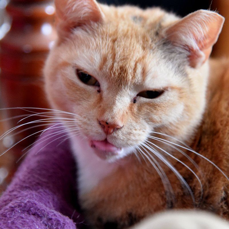 A close up of a cat with a purple scarf around its neck
