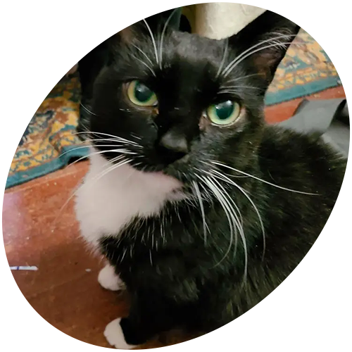 A black and white cat with green eyes and white whiskers