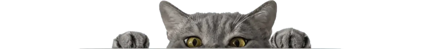 An image of a peaking gray cat 
