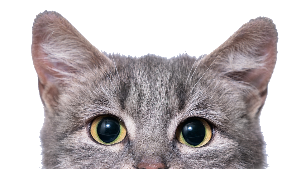 A close up of a cat 's face on a white background. A close up of a cat 's face on a white background.