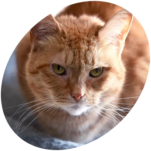 A close up of an orange cat looking at the camera