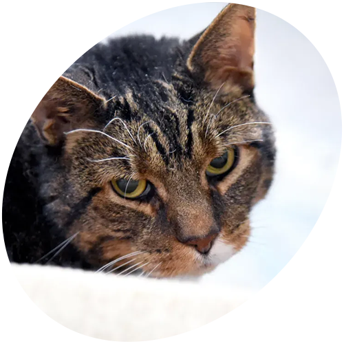 A close up of a cat 's face in a circle on a white background.