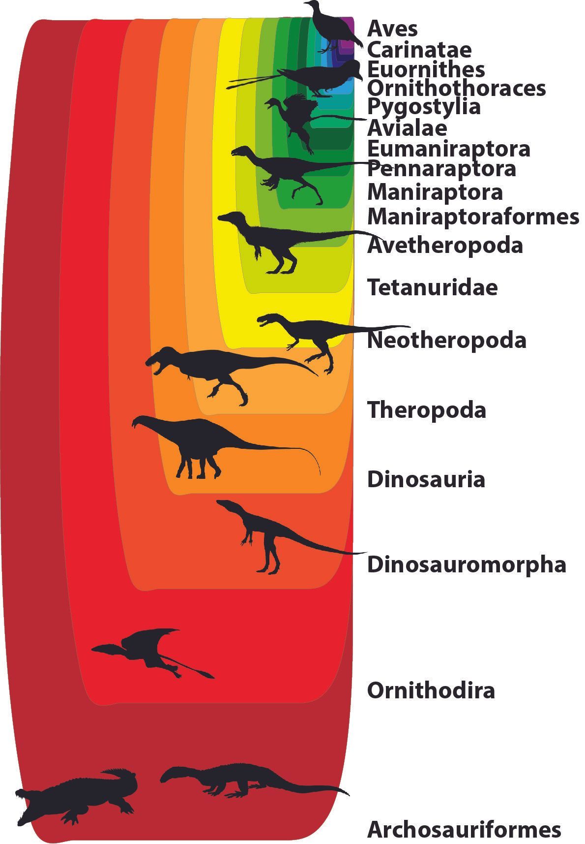 A diagram showing the evolution of dinosaurs and birds