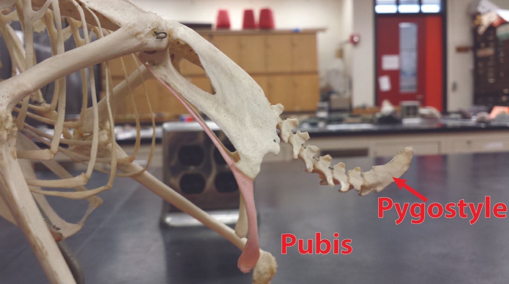 A skeleton of a bird is sitting on a table in a lab.