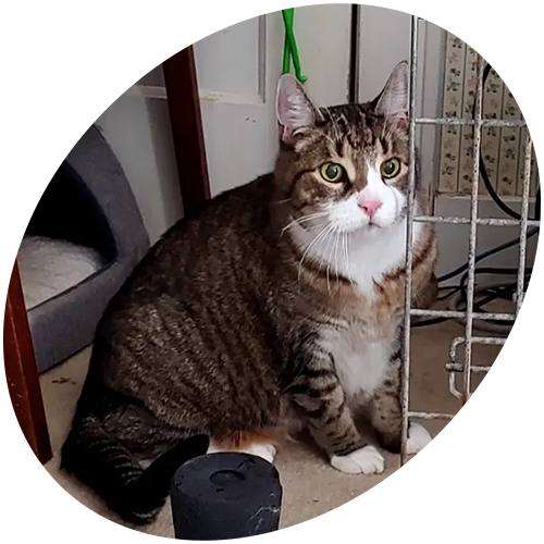 A cat is sitting in a cage and looking at the camera.