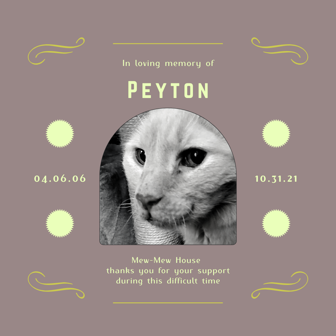 A black and white photo of a cat with the name peyton on it