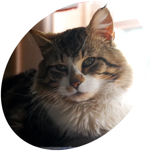 A close up of a cat 's face in a circle