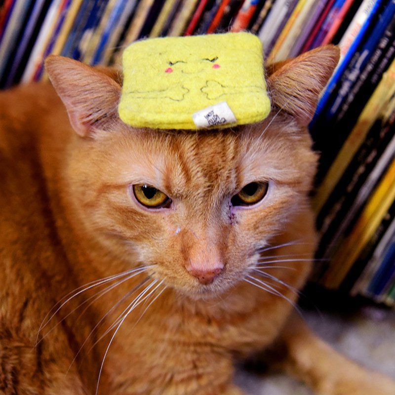 A cat with a yellow sponge on its head