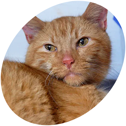 A close up of an orange cat looking at the camera