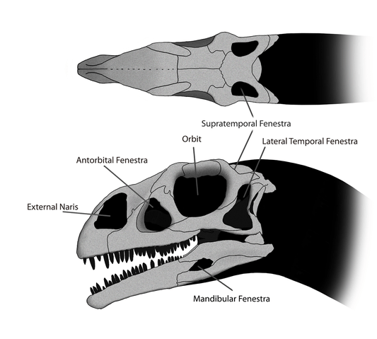 A black and white drawing of a dinosaur skull