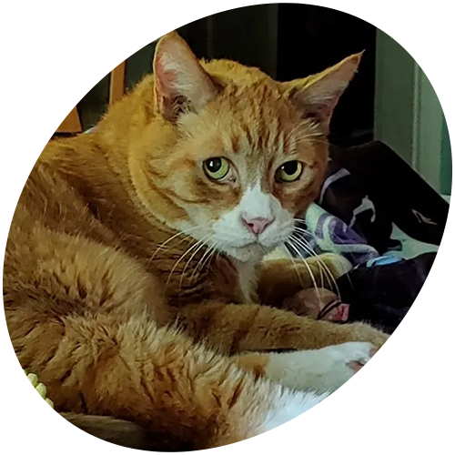 An orange and white cat is laying down in a circle and looking at the camera.