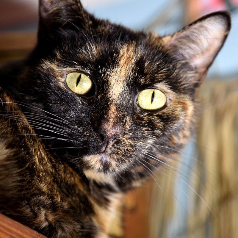 A close up of a calico cat with yellow eyes
