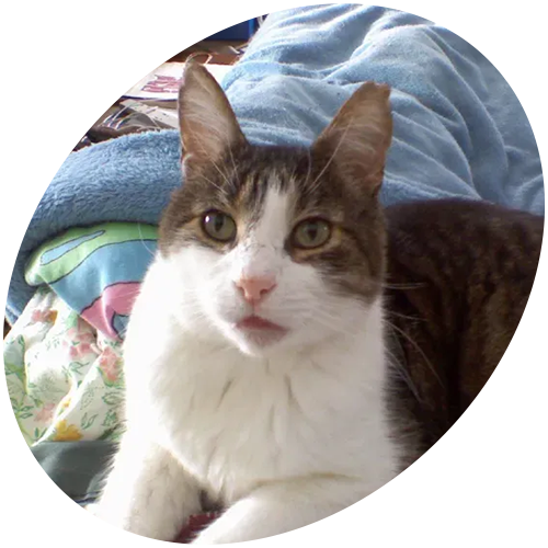 A brown and white cat laying on a bed looking at the camera