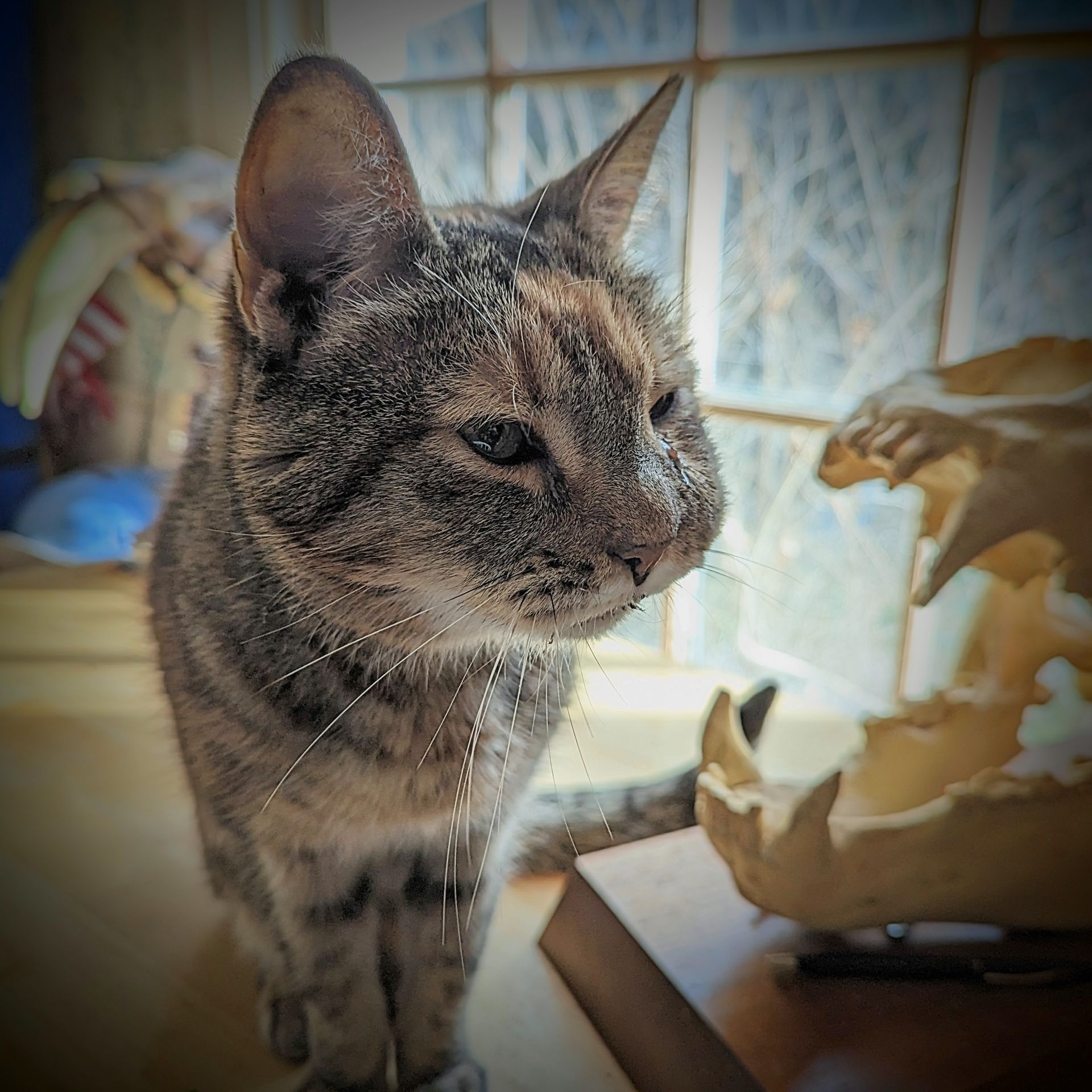 A cat standing next to a skull on a table