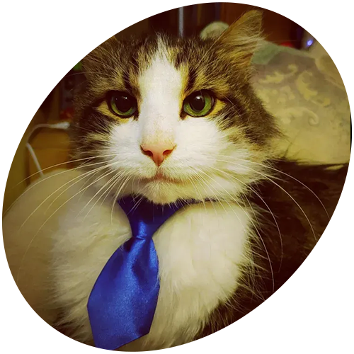 A close up of a cat wearing a blue tie