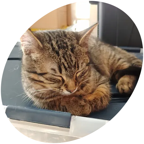 A cat is sleeping on a shelf in a circle.