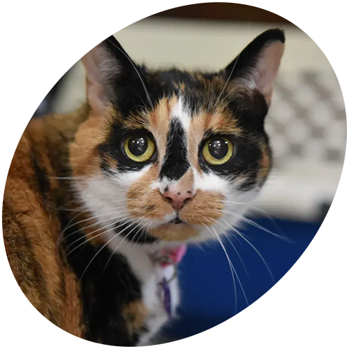 A calico cat with yellow eyes is looking at the camera