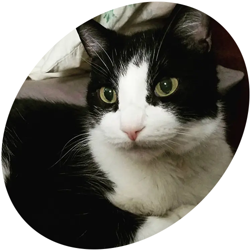 A black and white cat with green eyes is in a circle
