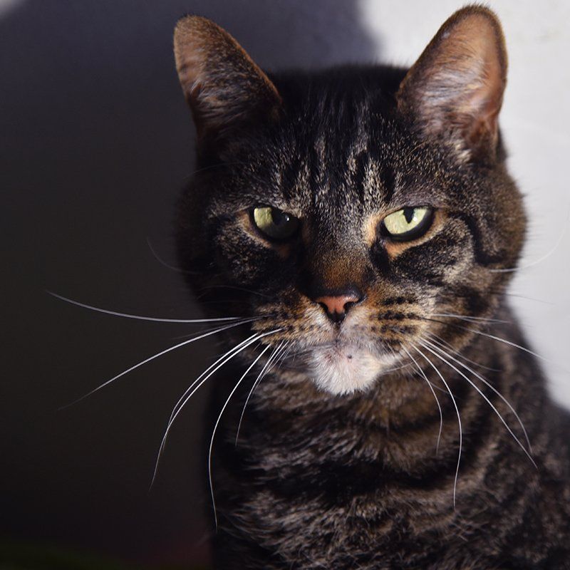 A close up of a cat 's face with green eyes
