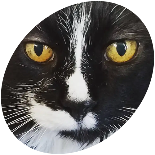 A close up of a black and white cat with yellow eyes