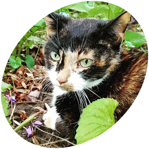 A black and white cat is laying in the grass looking at the camera.