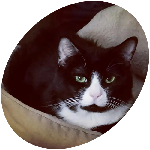 A black and white cat with green eyes is laying on a pillow