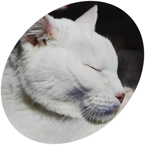 A white cat is sleeping with its eyes closed