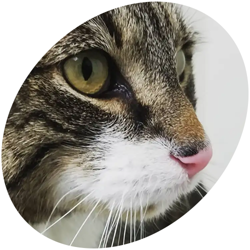 A close up of a cat 's face with its tongue out