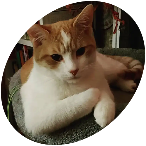 An orange and white cat is laying on a cat tree.