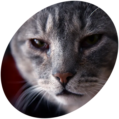 A close up of a cat 's face in a circle