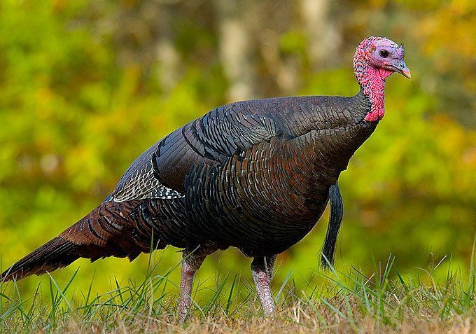 A turkey is standing in the grass with trees in the background.