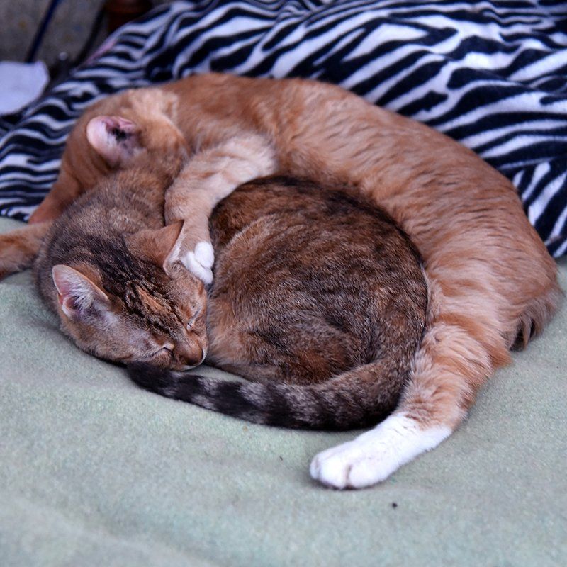 Two cats sleeping on a bed with a zebra print blanket