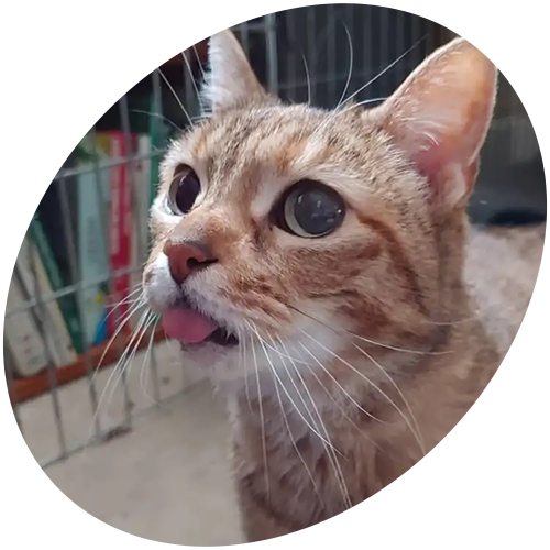A close up of a cat 's face with its tongue out.