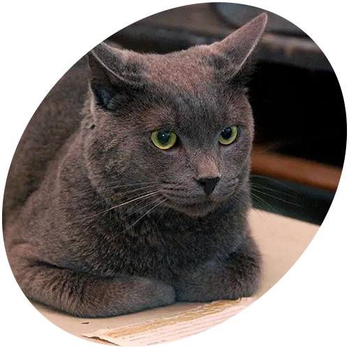 A gray cat with yellow eyes is laying down in a circle