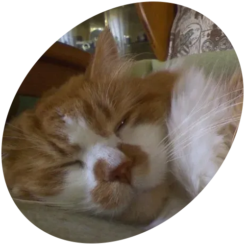 An orange and white cat is sleeping on a couch