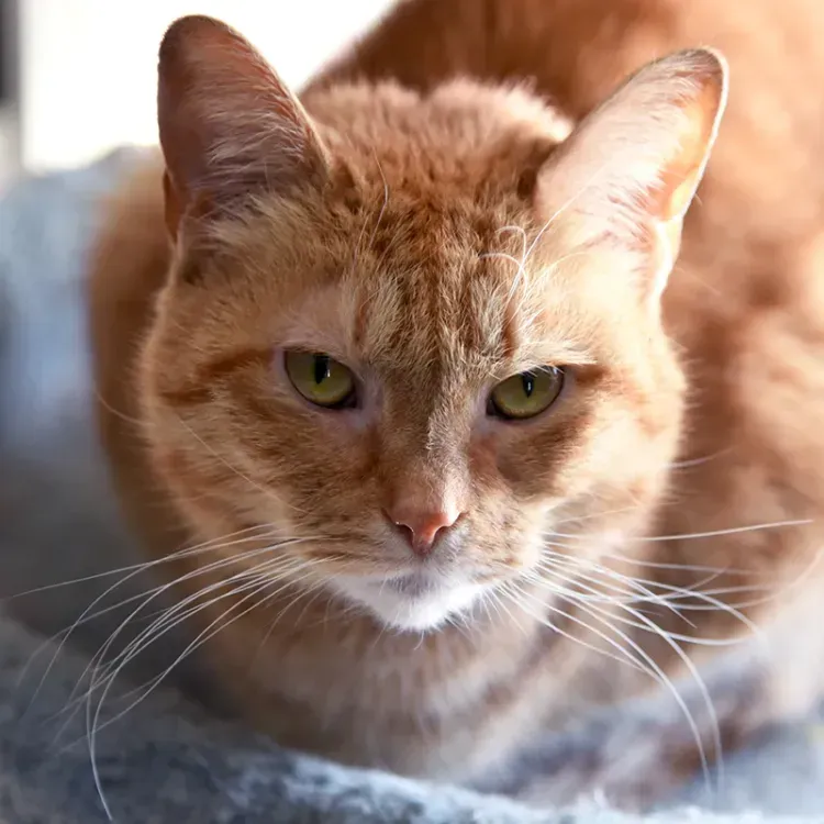 A close up of an orange cat with green eyes