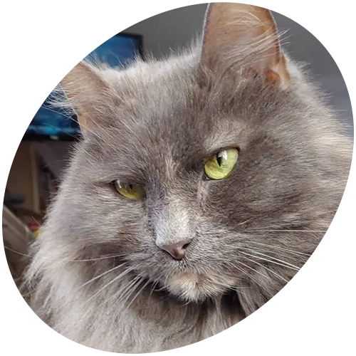 A close up of a gray cat with green eyes