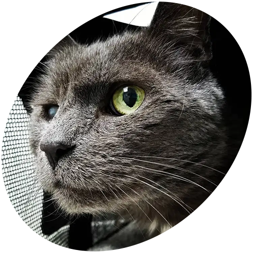 A close up of a cat 's face with green eyes in a circle.