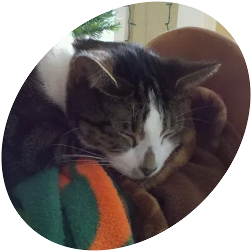 A cat is sleeping on a blanket in a circle