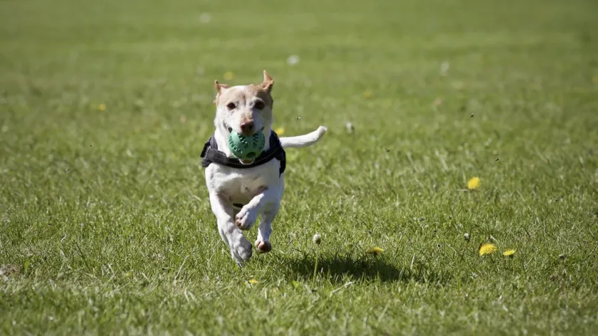 Cachorro pequeno correndo na grama verde de um parque, usando uma coleira preta e uma bandana verde.